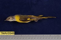 藏品(灰喉山椒鳥)的圖片